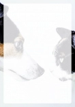 Briefpapier mit Hundemotiv - Briefpapier-mit-Hundemotiv-kostenlos-002.jpg