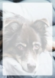 Briefpapier mit Hundemotiv - Briefpapier-mit-Hundemotiv-kostenlos-012.jpg