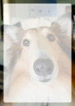 Briefpapier mit Hundemotiv - Briefpapier-mit-Hundemotiv-kostenlos-034.jpg
