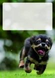 Briefpapier mit Hundemotiv - Briefpapier-mit-Hundemotiv-kostenlos-087.jpg
