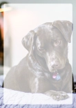Briefpapier mit Hundemotiv - Briefpapier-mit-Hundemotiv-kostenlos-089.jpg