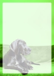 Briefpapier mit Hundemotiv - Briefpapier-mit-Hundemotiv-kostenlos-105.jpg