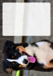 Briefpapier mit Hundemotiv - Briefpapier-mit-Hundemotiv-kostenlos-116.jpg