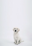 Briefpapier mit Hundemotiv - Briefpapier-mit-Hundemotiv-kostenlos-151.jpg