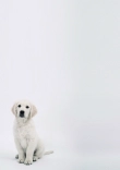 Briefpapier mit Hundemotiv - Briefpapier-mit-Hundemotiv-kostenlos-152.jpg