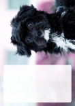 Briefpapier mit Hundemotiv - Briefpapier-mit-Hundemotiv-kostenlos-159.jpg