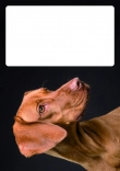 Briefpapier mit Hundemotiv - Briefpapier-mit-Hundemotiv-kostenlos-160.jpg