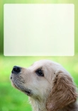 Briefpapier mit Hundemotiv - Briefpapier-mit-Hundemotiv-kostenlos-165.jpg