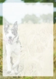 Briefpapier mit Hundemotiv - Briefpapier-mit-Hundemotiv-kostenlos-170.jpg