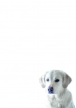 Briefpapier mit Hundemotiv - Briefpapier-mit-Hundemotiv-kostenlos-188.jpg
