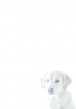Briefpapier mit Hundemotiv - Briefpapier-mit-Hundemotiv-kostenlos-189.jpg