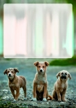 Briefpapier mit Hundemotiv - Briefpapier-mit-Hundemotiv-kostenlos-192.jpg