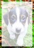 Briefpapier mit Hundemotiv - Briefpapier-mit-Hundemotiv-kostenlos-223.jpg