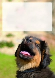 Briefpapier mit Hundemotiv - Briefpapier-mit-Hundemotiv-kostenlos-227.jpg