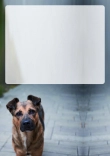 Briefpapier mit Hundemotiv - Briefpapier-mit-Hundemotiv-kostenlos-243.jpg