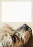 Briefpapier mit Hundemotiv - Briefpapier-mit-Hundemotiv-kostenlos-248.jpg