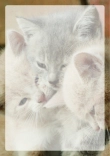 Briefpapier mit Katze - Briefpapier-Katze-kostenlos-016.jpg