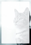 Briefpapier mit Katze - Briefpapier-Katze-kostenlos-033.jpg