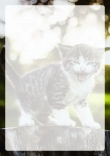 Briefpapier mit Katze - Briefpapier-Katze-kostenlos-211.jpg
