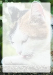 Briefpapier mit Katze - Briefpapier-Katze-kostenlos-229.jpg