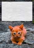Briefpapier mit Katze - Briefpapier-Katze-kostenlos-302.jpg