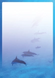 Briefpapier mit Delfin zum ausdrucken kostenlos - briefpapier-delfin-zum-ausdrucken-kostenlos-motiv-034.jpg