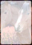 Selbst ausdrucken Pferde Briefpapier Vorlagen kostenlos - Briefpapier-mit-Pferden-kostenlos-zum-ausdrucken-014.jpg