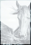 Selbst ausdrucken Pferde Briefpapier Vorlagen kostenlos - Briefpapier-mit-Pferden-kostenlos-zum-ausdrucken-089.jpg